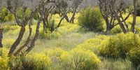 Van Gogh inspired wild olive grove showing off spring palette. Photographer: Paolo Giachetti