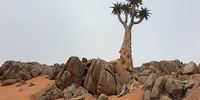 Picturesque as these reddish dune eddies are on the edge of the |Ai-|Ais Richtersveld Transfrontier Park in the Northern Cape, they shouldn’t be here. Arid ecosystem researchers noticed a dramatic increase in mobile sand in Namaqualand from 2020. (Photo: Leonie Joubert)