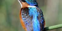 Malachite Kingfisher on the Bitou. Photographer: Andrew Girdwood