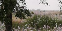 Karoo splendour, 25 March 2021