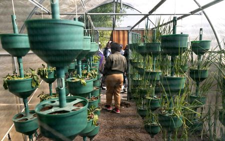 Growing plants on buildings can reduce heat and produce healthy food in African cities
