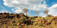 Quiver trees growing on Duiwes nek just outside of Kakamas. (Photo by Gallo Images / GO! / Toast Coetzer)