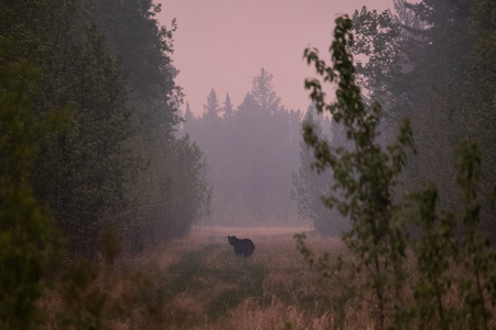 Alberta Wildfire Tears Through Jasper in Canadian Rockies