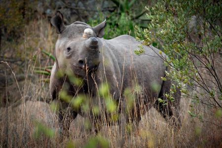New ‘wilderness development’ takes shape in the Zulu heartland – Babanango Game Reserve
