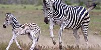 This is the same new born baby zebra taking off at speed after her mother. The mother was bumped by one of the other adults that got spooked by something. (Photo: Anne Laing)