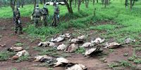 Wildlife conservation staff line up the carcasses of some of the white-backed vultures and tawny eagles found poisoned in northern KwaZulu-Natal on 18 December. (Photo: Anel Olivier Wildlife ACT)