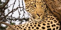 Leopard lookout spot. Photographer: Byron Beedle