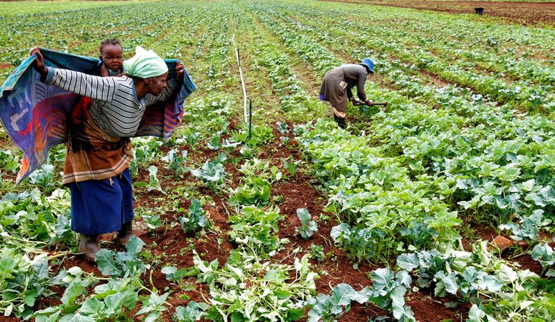 SA’s agriculture is growing, but is it working for everyone?