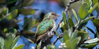 Spring Cuckoo. Photographer: Dylan O'Hagan