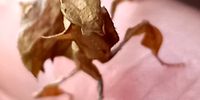 Praying Mantis. Taken on the deck of our cottage outside White River, Mpumalanga. Image: Eleonora Williams 