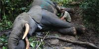 Darting and collaring forest elephants has to be done on foot in extremely challenging and often dangerous circumstances. (Photo: Tobias Graessle)