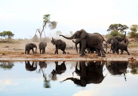 Bureaucratic delays could lead to ‘last-resort’ culling of SA elephants, Parliament is warned