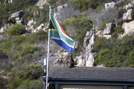 #BringBackKataza: How the Cape went ape over a single baboon