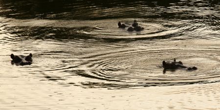 Loaded For Bear: are the feral hippos of a Colombian drug lord alien invaders or ecological trend-setters?