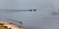 Horse riders on Noordhoek Beach. Photographer: Thomas Mihal
