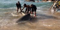 Crew from Amith’s seine netters and bystander, Emil Pirzenthal, return a shark to the ocean. (Photo: Jessica Escobar-Porras)<br>