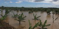 Extensive plantations of banana trees on the banks of the Umfolozi River have been submerged by high water levels. Picture Tony Carnie