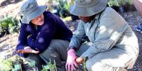 Planting with Steenberg community members and children at the Westlake Wetland Conservation Area with BoSSIES, a project of FynbosLIFE (Photo: Kristin Engel)