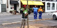 Tree replanting starts in Cape Town’s Newlands after devastating beetle infestation