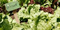 LONDON - MAY 13:  Various types of lettuce grow in vegetable allotments on display as part of Spring Renaissance, in Covent Garden on May 13, 2008 in London, England. Spring Renaissance runs from April 23 to May 18 and hosts numerous gardening and floral related events including this example of a working allotment, in which a variety of fruit and vegetables grow.  (Photo by Cate Gillon/Getty Images)