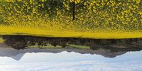 Canola field, Overberg - 2 September 2021.
