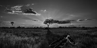 Okavango sunset. Photographer: Dieter Sellmeyer