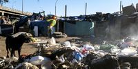 A dog rummages through edible garbage in front of Neil Albert's house. (Photo: Daniel Steyn)