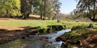 Slow transition to Emmerentia Spring. Photographer: Chris Heymans