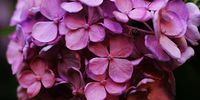 Hydrangeas (photo Unsplash)