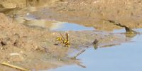 Wasp at waterhole …. Kgadegadi. Image: Ian Stewart 