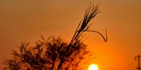 Lonely grassed in light of the rising sun. Photographer: Dricus Bosman