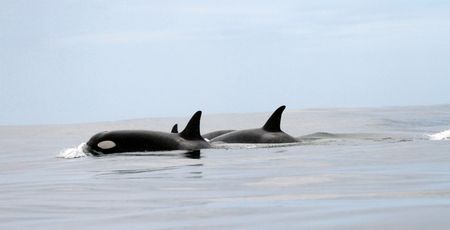 Orca hunt was like ‘a military exercise’ — scientist describes unexpected encounter on Cape West Coast