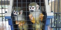 Monkeys ready for transport at Pakchong Pets Shop, Thailand. (Photo: Supplied)