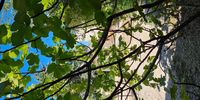 Our yard through the branches of the fig tree next to the washing line. (Photo: Marita van der Vyver)