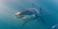 A Great White shark (Carcharodon carcharias) is seen in Gansbaai, South Africa. (Photo: EPA/HELMUT FOHRINGER)