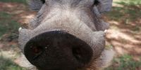 Wart tbe hog? Image: Willie Burger - Waterberg Game Park